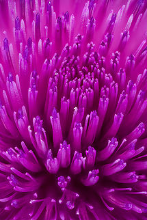Cirsium_vulgare2_2024-07-17 SW Michigan USA A view of this flower:
https://www.jungledragon.com/image/162115/cirsium_vulgare_2024-07-17_sw_michigan_usa.html
 Cirsium vulgare,Geotagged,Spear Thistle,Summer,United States