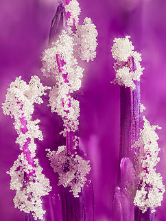 Cirsium_vulgare3_2024-07-17 SW Michigan USA 8 hours later I looked again- the flowers had released more pollen! The cutting was in water, in a darkened room.

https://www.jungledragon.com/image/162115/cirsium_vulgare_2024-07-17_sw_michigan_usa.html Cirsium vulgare,Geotagged,Spear Thistle,Summer,United States