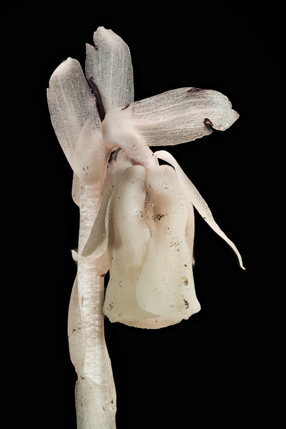Monotropa_uniflora_2024-07-18 SW Michigan USA Parasitic- gathering nutrition from a fungi gathering nutrition from a tree...<br />
<br />
From Wikipedia:<br />
&quot;Unlike most plants, it is white and does not contain chlorophyll.[9] Instead of generating food using the energy from sunlight, it is parasitic, and more specifically a mycoheterotroph. Its hosts are in the Russulaceae family.[9] Most fungi are mycorrhizal, meaning that they grow symbiotically in association with tree roots. Through the fungal web of mycorrhizae, the M. uniflora roots ultimately sap food from where the host fungi are connected to the photosynthetic trees. The clustered node roots of this plant are covered in hairs called cystidium. The cystidia found on these roots allow easy attachment to fungi hyphae, such as can be seen in ectomycorrhiza.[10] Since it is not dependent on sunlight to grow, it can grow in very dark environments like in the understory of dense forests.[11] The complex relationship that allows this plant to grow makes propagation difficult. &quot;<br />
<br />
A view down the gullet:<br />
<figure class="photo"><a href="https://www.jungledragon.com/image/162136/monotropa_uniflora2_2024-07-18_sw_michigan_usa.html" title="Monotropa_uniflora2_2024-07-18 SW Michigan USA"><img src="https://s3.amazonaws.com/media.jungledragon.com/images/11710/162136_thumb.jpg?AWSAccessKeyId=05GMT0V3GWVNE7GGM1R2&Expires=1767225610&Signature=n%2BXXAnriHz1mOGnsbpjQeeA39ts%3D" width="200" height="196" alt="Monotropa_uniflora2_2024-07-18 SW Michigan USA Inside this flower:<br />
https://www.jungledragon.com/image/162135/monotropa_uniflora_2024-07-18_sw_michigan_usa.html Geotagged,Monotropa uniflora,Monotropa_uniflora,Summer,United States" /></a></figure><br />
 Geotagged,Ghost Pipe,Monotropa uniflora,Summer,United States