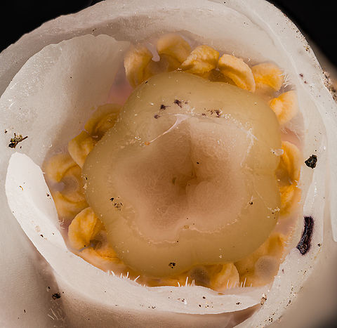 Monotropa_uniflora2_2024-07-18 SW Michigan USA Inside this flower:
https://www.jungledragon.com/image/162135/monotropa_uniflora_2024-07-18_sw_michigan_usa.html Geotagged,Monotropa uniflora,Monotropa_uniflora,Summer,United States