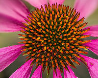 Echinacea_purpurea_2024-07-19 SW Michigan USA Common in gardens and restored prairies in our area.<br />
<br />
Zooming in:<br />
https://www.jungledragon.com/image/162187/echinacea_purpurea2_2024-07-20_sw_michigan_usa.html<br />
https://www.jungledragon.com/image/162188/echinacea_purpurea3_2024-07-20_sw_michigan_usa.html Echinacea purpurea,Geotagged,Purple Coneflower,Summer,United States