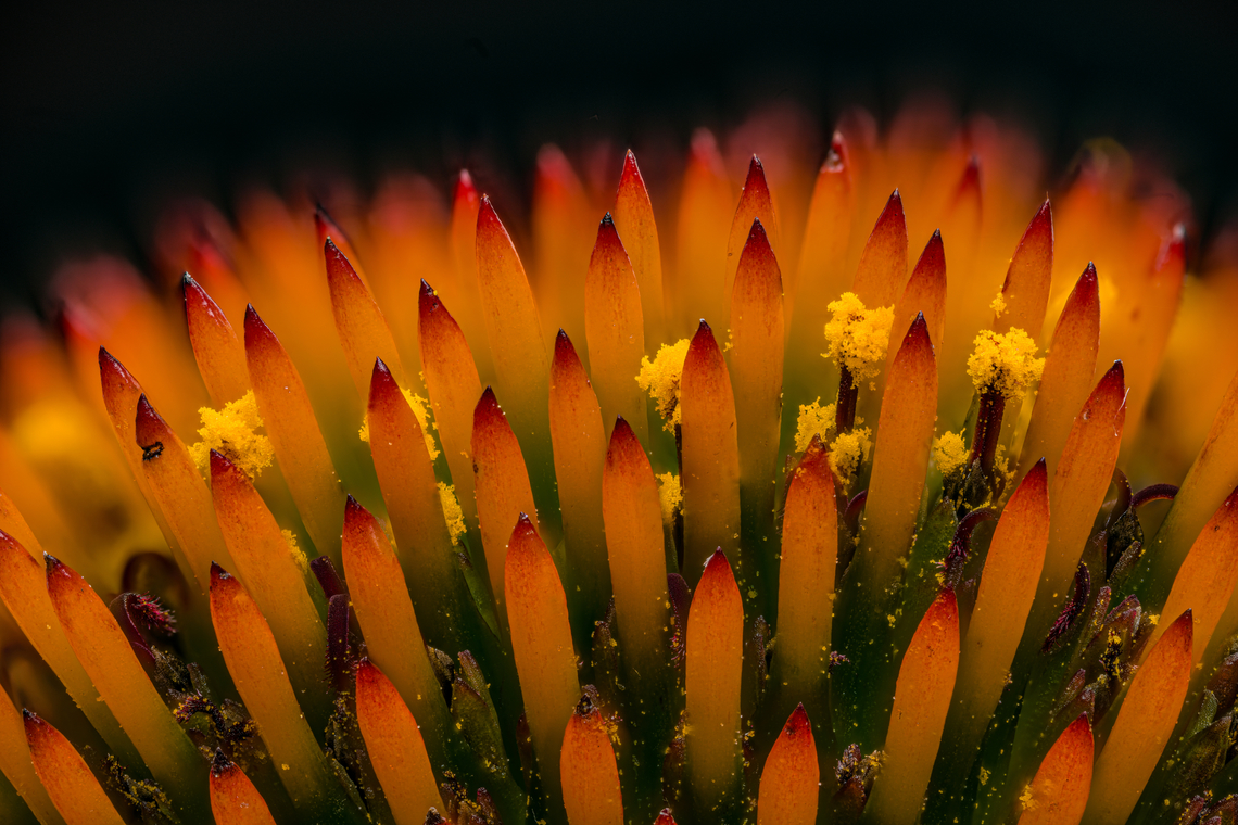 Echinacea_purpurea2_2024-07-20 SW Michigan USA With a 2:1 lens<br />
<br />
Closeup of:<br />
<figure class="photo"><a href="https://www.jungledragon.com/image/162186/echinacea_purpurea_2024-07-19_sw_michigan_usa.html" title="Echinacea_purpurea_2024-07-19 SW Michigan USA"><img src="https://s3.amazonaws.com/media.jungledragon.com/images/11710/162186_thumb.jpg?AWSAccessKeyId=05GMT0V3GWVNE7GGM1R2&Expires=1767225610&Signature=mzW7S6YKu%2FSvsljm16XLAu88OjY%3D" width="200" height="160" alt="Echinacea_purpurea_2024-07-19 SW Michigan USA Common in gardens and restored prairies in our area.<br />
<br />
Zooming in:<br />
https://www.jungledragon.com/image/162187/echinacea_purpurea2_2024-07-20_sw_michigan_usa.html<br />
https://www.jungledragon.com/image/162188/echinacea_purpurea3_2024-07-20_sw_michigan_usa.html Echinacea purpurea,Geotagged,Purple Coneflower,Summer,United States" /></a></figure> Echinacea purpurea,Geotagged,Purple Coneflower,Summer,United States