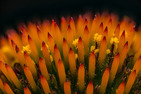Echinacea_purpurea2_2024-07-20 SW Michigan USA With a 2:1 lens

Closeup of:
https://www.jungledragon.com/image/162186/echinacea_purpurea_2024-07-19_sw_michigan_usa.html Echinacea purpurea,Geotagged,Purple Coneflower,Summer,United States