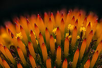 Echinacea_purpurea2_2024-07-20 SW Michigan USA With a 2:1 lens<br />
<br />
Closeup of:<br />
https://www.jungledragon.com/image/162186/echinacea_purpurea_2024-07-19_sw_michigan_usa.html Echinacea purpurea,Geotagged,Purple Coneflower,Summer,United States