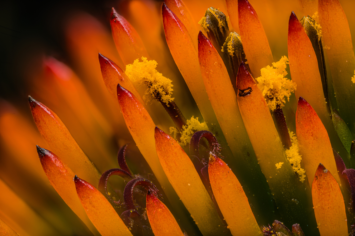 Echinacea_purpurea3_2024-07-20 SW Michigan USA With a 3.5:1 lens<br />
<br />
Closeup of:<br />
<figure class="photo"><a href="https://www.jungledragon.com/image/162186/echinacea_purpurea_2024-07-19_sw_michigan_usa.html" title="Echinacea_purpurea_2024-07-19 SW Michigan USA"><img src="https://s3.amazonaws.com/media.jungledragon.com/images/11710/162186_thumb.jpg?AWSAccessKeyId=05GMT0V3GWVNE7GGM1R2&Expires=1767225610&Signature=mzW7S6YKu%2FSvsljm16XLAu88OjY%3D" width="200" height="160" alt="Echinacea_purpurea_2024-07-19 SW Michigan USA Common in gardens and restored prairies in our area.<br />
<br />
Zooming in:<br />
https://www.jungledragon.com/image/162187/echinacea_purpurea2_2024-07-20_sw_michigan_usa.html<br />
https://www.jungledragon.com/image/162188/echinacea_purpurea3_2024-07-20_sw_michigan_usa.html Echinacea purpurea,Geotagged,Purple Coneflower,Summer,United States" /></a></figure> Echinacea purpurea,Geotagged,Purple Coneflower,Summer,United States