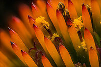 Echinacea_purpurea3_2024-07-20 SW Michigan USA With a 3.5:1 lens<br />
<br />
Closeup of:<br />
https://www.jungledragon.com/image/162186/echinacea_purpurea_2024-07-19_sw_michigan_usa.html Echinacea purpurea,Geotagged,Purple Coneflower,Summer,United States