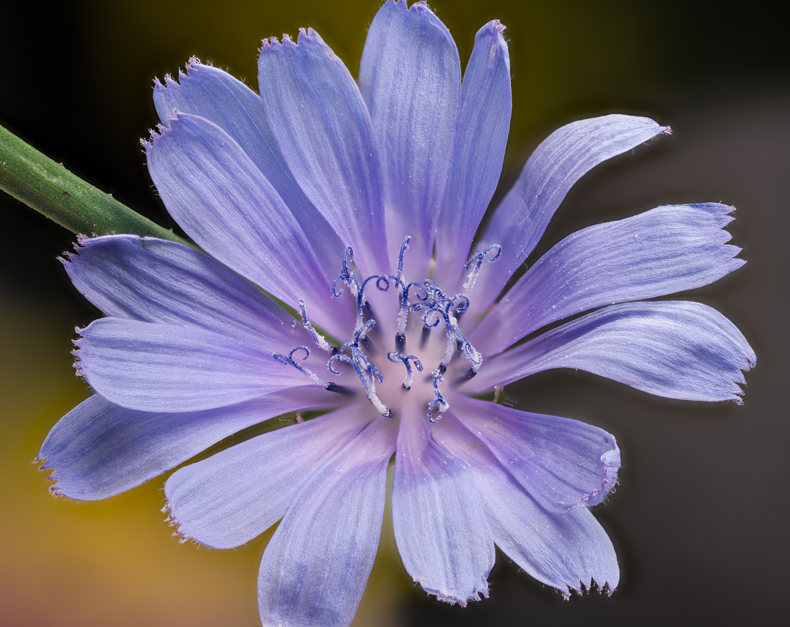 Cichorium_intybus_2024-07-19 SW Michigan USA Near the treeline around our house.<br />
<br />
Zoomed in:<br />
Showing only the style (the curvy part)<br />
<figure class="photo"><a href="https://www.jungledragon.com/image/162196/cichorium_intybus2_2024-07-19_sw_michigan_usa.html" title="Cichorium_intybus2_2024-07-19 SW Michigan USA"><img src="https://s3.amazonaws.com/media.jungledragon.com/images/11710/162196_thumb.jpg?AWSAccessKeyId=05GMT0V3GWVNE7GGM1R2&Expires=1770854410&Signature=v3qjSPifJgecJJ80t56vn2Wo3sI%3D" width="200" height="140" alt="Cichorium_intybus2_2024-07-19 SW Michigan USA A closer look at this flower:<br />
<br />
https://www.jungledragon.com/image/162195/cichorium_intybus_2024-07-19.html Cichorium intybus,Common Chicory,Geotagged,Summer,United States" /></a></figure><br />
Showing the stamen tube with the extended style:<br />
<figure class="photo"><a href="https://www.jungledragon.com/image/162225/cichorium_intybus_2024-07-21_sw_michigan_usa.html" title="Cichorium_intybus_2024-07-21 SW Michigan USA"><img src="https://s3.amazonaws.com/media.jungledragon.com/images/11710/162225_thumb.jpg?AWSAccessKeyId=05GMT0V3GWVNE7GGM1R2&Expires=1770854410&Signature=XnZI9C1jGHhiJKrDqisK%2F5%2FryGM%3D" width="200" height="142" alt="Cichorium_intybus_2024-07-21 SW Michigan USA I went out to our chicory flower patch early this morning to gather enough flowers to have another go at photographing the center detail, this time by physically removing most of the background elements.<br />
To my astonishment, none of the flowers had styles (the curvy part at the top of the stamen tube) - was my chicory patch all male flowers? <br />
I found this article on the internet: https://www.natureinstitute.org/article/craig-holdrege/a-day-in-the-life-of-a-chicory-flower<br />
Turns out the flowers start their day with the style retracted and only later in the morning extend it. The above is a photo of  the stamen tubes with extended styles. If you 'load original' and zoom in the pollen grains look a little like cut diamonds.<br />
<br />
See also:<br />
https://www.jungledragon.com/image/162195/cichorium_intybus_2024-07-19_sw_michigan_usa.html Cichorium intybus,Common Chicory,Geotagged,Summer,United States" /></a></figure> Cichorium intybus,Common Chicory,Geotagged,Summer,United States