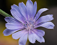 Cichorium_intybus_2024-07-19 SW Michigan USA Near the treeline around our house.<br />
<br />
Zoomed in:<br />
Showing only the style (the curvy part)<br />
https://www.jungledragon.com/image/162196/cichorium_intybus2_2024-07-19_sw_michigan_usa.html<br />
Showing the stamen tube with the extended style:<br />
https://www.jungledragon.com/image/162225/cichorium_intybus_2024-07-21_sw_michigan_usa.html Cichorium intybus,Common Chicory,Geotagged,Summer,United States