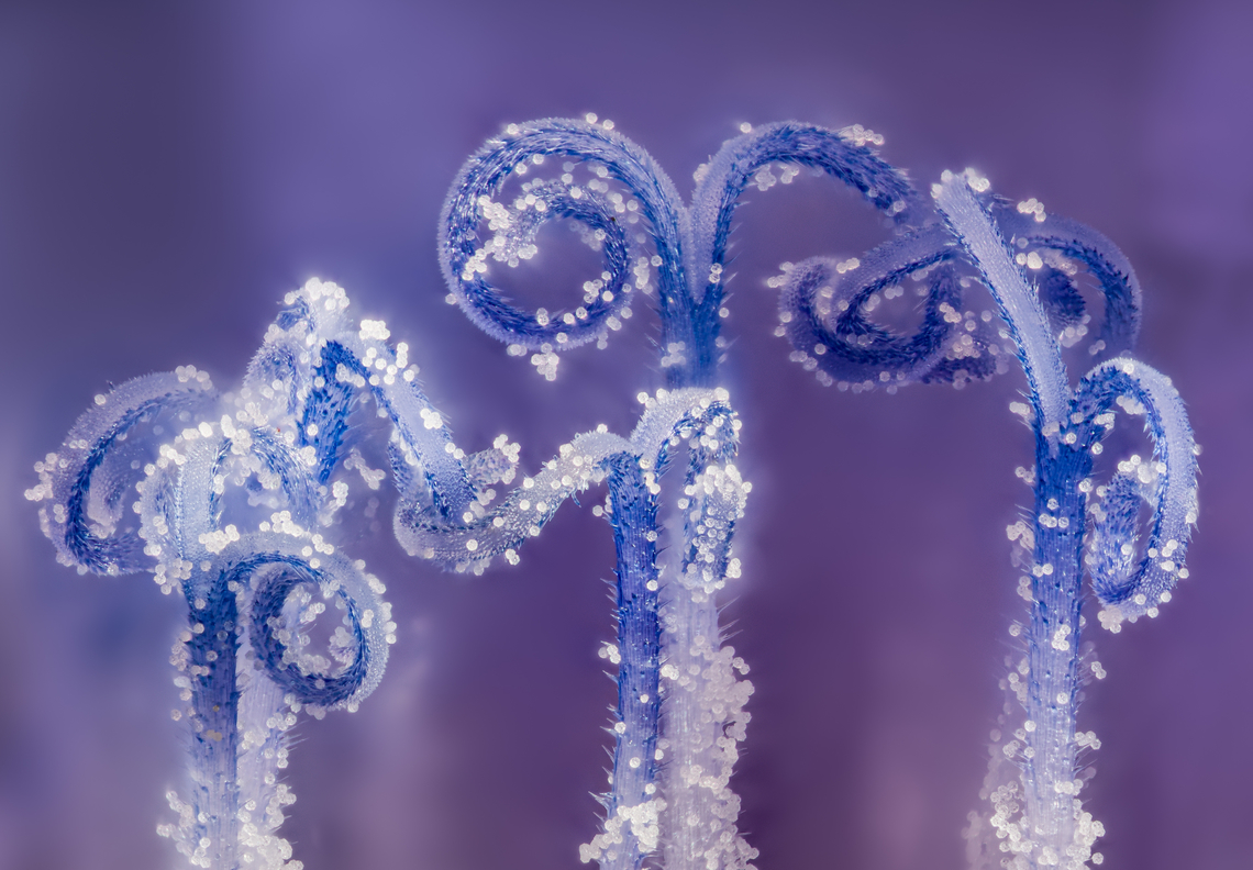 Cichorium_intybus2_2024-07-19 SW Michigan USA A closer look at this flower:<br />
<br />
<figure class="photo"><a href="https://www.jungledragon.com/image/162195/cichorium_intybus_2024-07-19_sw_michigan_usa.html" title="Cichorium_intybus_2024-07-19 SW Michigan USA"><img src="https://s3.amazonaws.com/media.jungledragon.com/images/11710/162195_thumb.jpg?AWSAccessKeyId=05GMT0V3GWVNE7GGM1R2&Expires=1767225610&Signature=dseacVbX2ZRSpYtLvwZ90zww6GQ%3D" width="200" height="160" alt="Cichorium_intybus_2024-07-19 SW Michigan USA Near the treeline around our house.<br />
<br />
Zoomed in:<br />
Showing only the style (the curvy part)<br />
https://www.jungledragon.com/image/162196/cichorium_intybus2_2024-07-19_sw_michigan_usa.html<br />
Showing the stamen tube with the extended style:<br />
https://www.jungledragon.com/image/162225/cichorium_intybus_2024-07-21_sw_michigan_usa.html Cichorium intybus,Common Chicory,Geotagged,Summer,United States" /></a></figure> Cichorium intybus,Common Chicory,Geotagged,Summer,United States