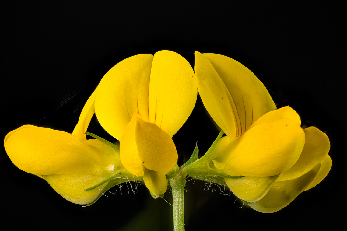 Lotus_corniculatus_2024-07-20 SW Michigan USA Found along (and on) the trail, in open areas Bird's-foot trefoil,Geotagged,Lotus corniculatus,Summer,United States