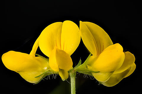 Lotus_corniculatus_2024-07-20 SW Michigan USA Found along (and on) the trail, in open areas Bird's-foot trefoil,Geotagged,Lotus corniculatus,Summer,United States