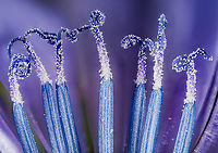 Cichorium_intybus_2024-07-21 SW Michigan USA I went out to our chicory flower patch early this morning to gather enough flowers to have another go at photographing the center detail, this time by physically removing most of the background elements.<br />
To my astonishment, none of the flowers had styles (the curvy part at the top of the stamen tube) - was my chicory patch all male flowers? <br />
I found this article on the internet: https://www.natureinstitute.org/article/craig-holdrege/a-day-in-the-life-of-a-chicory-flower<br />
Turns out the flowers start their day with the style retracted and only later in the morning extend it. The above is a photo of  the stamen tubes with extended styles. If you 'load original' and zoom in the pollen grains look a little like cut diamonds.<br />
<br />
See also:<br />
https://www.jungledragon.com/image/162195/cichorium_intybus_2024-07-19_sw_michigan_usa.html Cichorium intybus,Common Chicory,Geotagged,Summer,United States