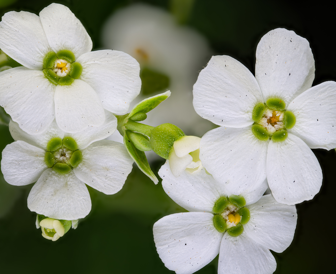Euphorbia_corollata_2024-07-22 SW Michigan USA Out near the road by our house. 2:1 lens magnification. Euphorbia corollata,Flowering spurge,Geotagged,Summer,United States