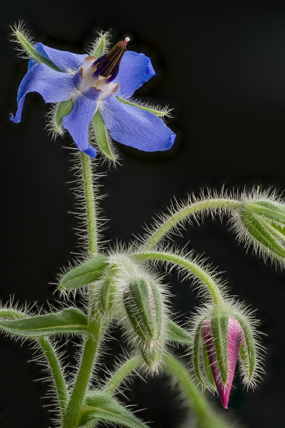 Borago_officinalis_2024-07-29 SW Michigan USA In JoAnn&#039;s garden<br />
<br />
Flower:<br />
<figure class="photo"><a href="https://www.jungledragon.com/image/162347/borago_officinalis2_2024-07-29_sw_michigan_usa.html" title="Borago_officinalis2_2024-07-29 SW Michigan USA"><img src="https://s3.amazonaws.com/media.jungledragon.com/images/11710/162347_thumb.jpg?AWSAccessKeyId=05GMT0V3GWVNE7GGM1R2&Expires=1767225610&Signature=xP%2F7CVNIgGK3FPbPlRDZzVeISVk%3D" width="200" height="144" alt="Borago_officinalis2_2024-07-29 SW Michigan USA Flower of:<br />
<br />
https://www.jungledragon.com/image/162346/borago_officinalis_2024-07-29_sw_michigan_usa.html Borage,Borago officinalis,Geotagged,Summer,United States" /></a></figure><br />
<br />
Flower close up:<br />
<figure class="photo"><a href="https://www.jungledragon.com/image/162348/borago_officinalis3_2024-07-29_sw_michigan_usa.html" title="Borago_officinalis3_2024-07-29 SW Michigan USA"><img src="https://s3.amazonaws.com/media.jungledragon.com/images/11710/162348_thumb.jpg?AWSAccessKeyId=05GMT0V3GWVNE7GGM1R2&Expires=1767225610&Signature=JV9J2qOSzN4dfk%2FY0JaTWJWvLQI%3D" width="200" height="134" alt="Borago_officinalis3_2024-07-29 SW Michigan USA 3.5:1 lens magnification.<br />
Flower closeup of:<br />
<br />
https://www.jungledragon.com/image/162346/borago_officinalis_2024-07-29_sw_michigan_usa.html Borage,Borago officinalis,Geotagged,Summer,United States" /></a></figure> Borage,Borago officinalis,Geotagged,Summer,United States