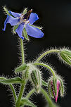 Borago_officinalis_2024-07-29 SW Michigan USA In JoAnn's garden<br />
<br />
Flower:<br />
https://www.jungledragon.com/image/162347/borago_officinalis2_2024-07-29_sw_michigan_usa.html<br />
<br />
Flower close up:<br />
https://www.jungledragon.com/image/162348/borago_officinalis3_2024-07-29_sw_michigan_usa.html Borage,Borago officinalis,Geotagged,Summer,United States