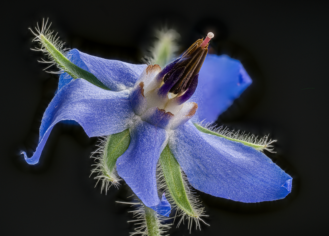 Borago_officinalis2_2024-07-29 SW Michigan USA Flower of:<br />
<br />
<figure class="photo"><a href="https://www.jungledragon.com/image/162346/borago_officinalis_2024-07-29_sw_michigan_usa.html" title="Borago_officinalis_2024-07-29 SW Michigan USA"><img src="https://s3.amazonaws.com/media.jungledragon.com/images/11710/162346_thumb.jpg?AWSAccessKeyId=05GMT0V3GWVNE7GGM1R2&Expires=1767225610&Signature=dj1Ngke5LEyut1xvUNm1wHuRuAM%3D" width="102" height="152" alt="Borago_officinalis_2024-07-29 SW Michigan USA In JoAnn&#039;s garden<br />
<br />
Flower:<br />
https://www.jungledragon.com/image/162347/borago_officinalis2_2024-07-29_sw_michigan_usa.html<br />
<br />
Flower close up:<br />
https://www.jungledragon.com/image/162348/borago_officinalis3_2024-07-29_sw_michigan_usa.html Borage,Borago officinalis,Geotagged,Summer,United States" /></a></figure> Borage,Borago officinalis,Geotagged,Summer,United States