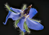 Borago_officinalis2_2024-07-29 SW Michigan USA Flower of:<br />
<br />
https://www.jungledragon.com/image/162346/borago_officinalis_2024-07-29_sw_michigan_usa.html Borage,Borago officinalis,Geotagged,Summer,United States