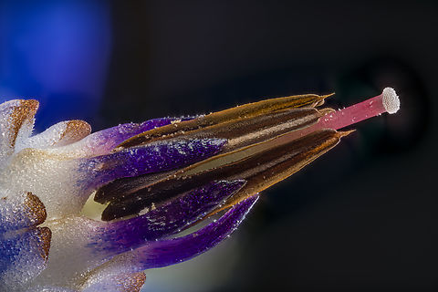 Borago_officinalis3_2024-07-29 SW Michigan USA 3.5:1 lens magnification.
Flower closeup of:

https://www.jungledragon.com/image/162346/borago_officinalis_2024-07-29_sw_michigan_usa.html Borage,Borago officinalis,Geotagged,Summer,United States