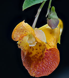 Impatiens capensis 2024-09-11 SW Michigan USA In a low area near a lake Geotagged,Impatiens capensis,Orange jewelweed,Summer,United States