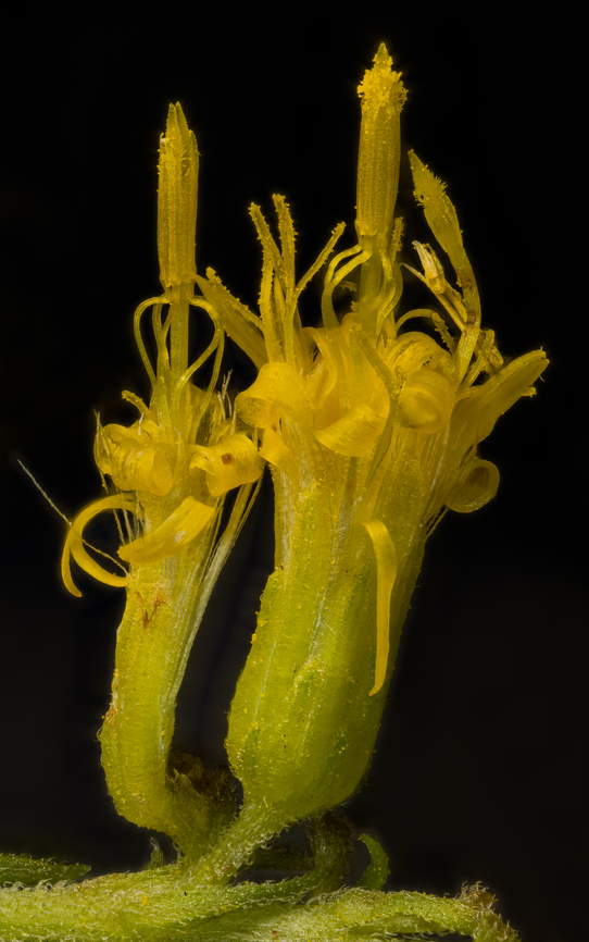 Solidago_altissima_2024-09-13 SW Michigan USA These flowering plants are magnificent this time of year in the field behind our house. <br />
The lens magnification is 3x Geotagged,Late Goldenrod,Solidago altissima,Summer,United States