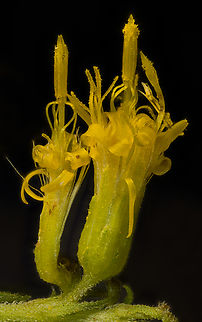 Solidago_altissima_2024-09-13 SW Michigan USA These flowering plants are magnificent this time of year in the field behind our house. 
The lens magnification is 3x Geotagged,Late Goldenrod,Solidago altissima,Summer,United States