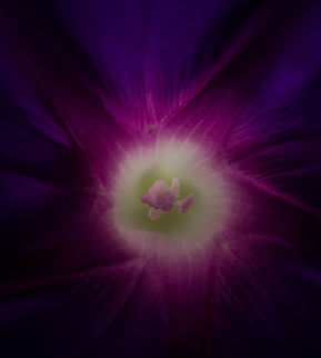 Ipomoea_purpurea_2024-09-14 SW Michigan USA Just for fun. Deep inside the back-lit flower. Common Morning Glory,Geotagged,Ipomoea purpurea,Summer,United States