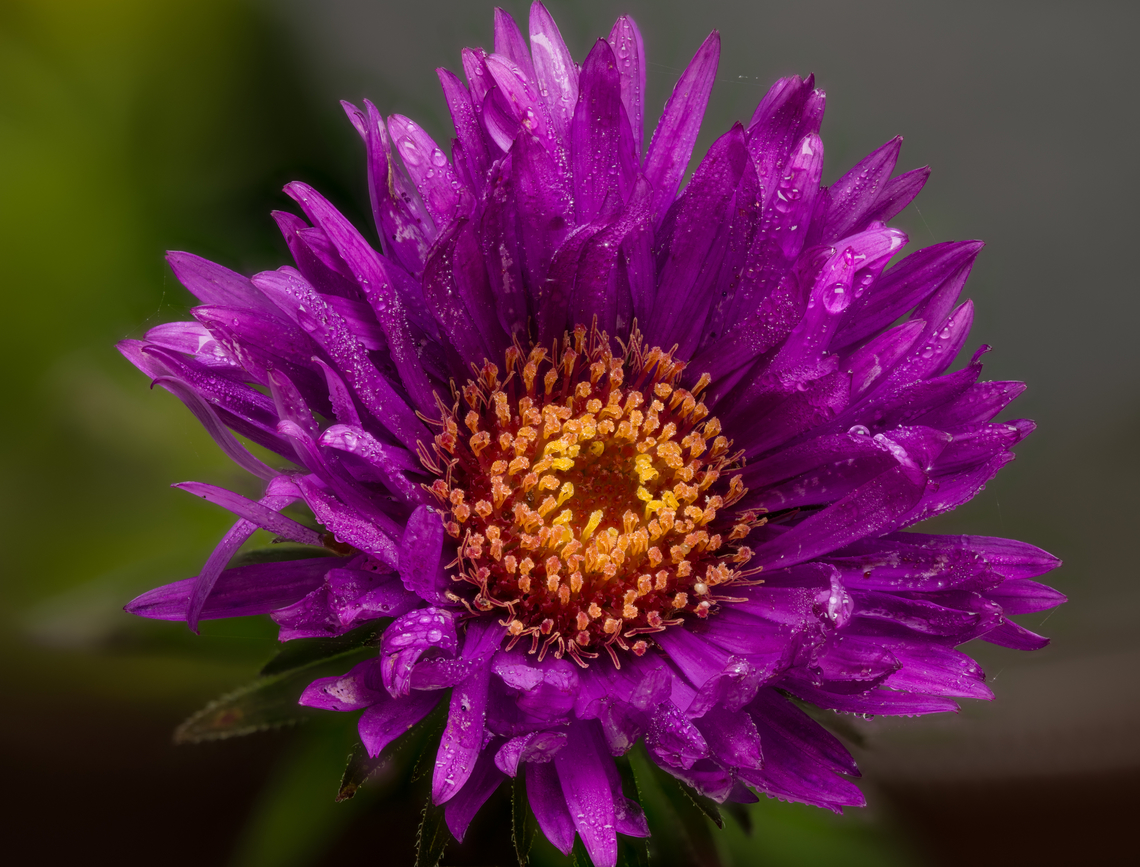 Symphyotrichum1_2024-09-18 SW Michigan USA In JoAnn's garden, sprinkled with early morning dew- I asked her what it was "An Aster..." It turns out there are many different asters and I am only guessing at the genus. It has been unusually dry here and many plants are wilting- but not these.<br />
<br />
A closer view of the flower's center:<br />
<figure class="photo"><a href="https://www.jungledragon.com/image/163394/symphyotrichum3_2024-09-18_sw_michigan_usa.html" title="Symphyotrichum3_2024-09-18 SW Michigan USA"><img src="https://s3.amazonaws.com/media.jungledragon.com/images/11710/163394_thumb.jpg?AWSAccessKeyId=05GMT0V3GWVNE7GGM1R2&Expires=1759968010&Signature=z8%2BzuJB45PtxUQVz6oCVTcsJUNY%3D" width="200" height="140" alt="Symphyotrichum3_2024-09-18 SW Michigan USA Looking closer... with a lens magnification of 3.5x<br />
<br />
of this:<br />
https://www.jungledragon.com/image/163393/symphyotrichum1_2024-09-18_sw_michigan_usa.html Geotagged,New England Aster,Summer,Symphyotrichum novae-angliae,United States" /></a></figure> Geotagged,New England Aster,Summer,Symphyotrichum novae-angliae,United States