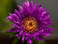 Symphyotrichum1_2024-09-18 SW Michigan USA In JoAnn's garden, sprinkled with early morning dew- I asked her what it was "An Aster..." It turns out there are many different asters and I am only guessing at the genus. It has been unusually dry here and many plants are wilting- but not these.<br />
<br />
A closer view of the flower's center:<br />
https://www.jungledragon.com/image/163394/symphyotrichum3_2024-09-18_sw_michigan_usa.html Geotagged,New England Aster,Summer,Symphyotrichum novae-angliae,United States