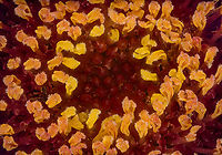 Symphyotrichum3_2024-09-18 SW Michigan USA Looking closer... with a lens magnification of 3.5x<br />
<br />
of this:<br />
https://www.jungledragon.com/image/163393/symphyotrichum1_2024-09-18_sw_michigan_usa.html Geotagged,New England Aster,Summer,Symphyotrichum novae-angliae,United States