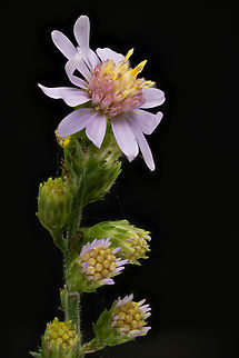 Symphyotrichum_laeve1_2024-09-20 SW Michigan USA Another Aster. The top flower is about 15mm diameter. These grow wild around here.

A closeup of the center of this flower:
https://www.jungledragon.com/image/163456/symphyotrichum_laeve2_2024-09-20_sw_michigan_usa.html Smooth Blue Aster,Symphyotrichum laeve
