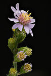 Symphyotrichum_laeve1_2024-09-20 SW Michigan USA Another Aster. The top flower is about 15mm diameter. These grow wild around here.<br />
<br />
A closeup of the center of this flower:<br />
https://www.jungledragon.com/image/163456/symphyotrichum_laeve2_2024-09-20_sw_michigan_usa.html Smooth Blue Aster,Symphyotrichum laeve