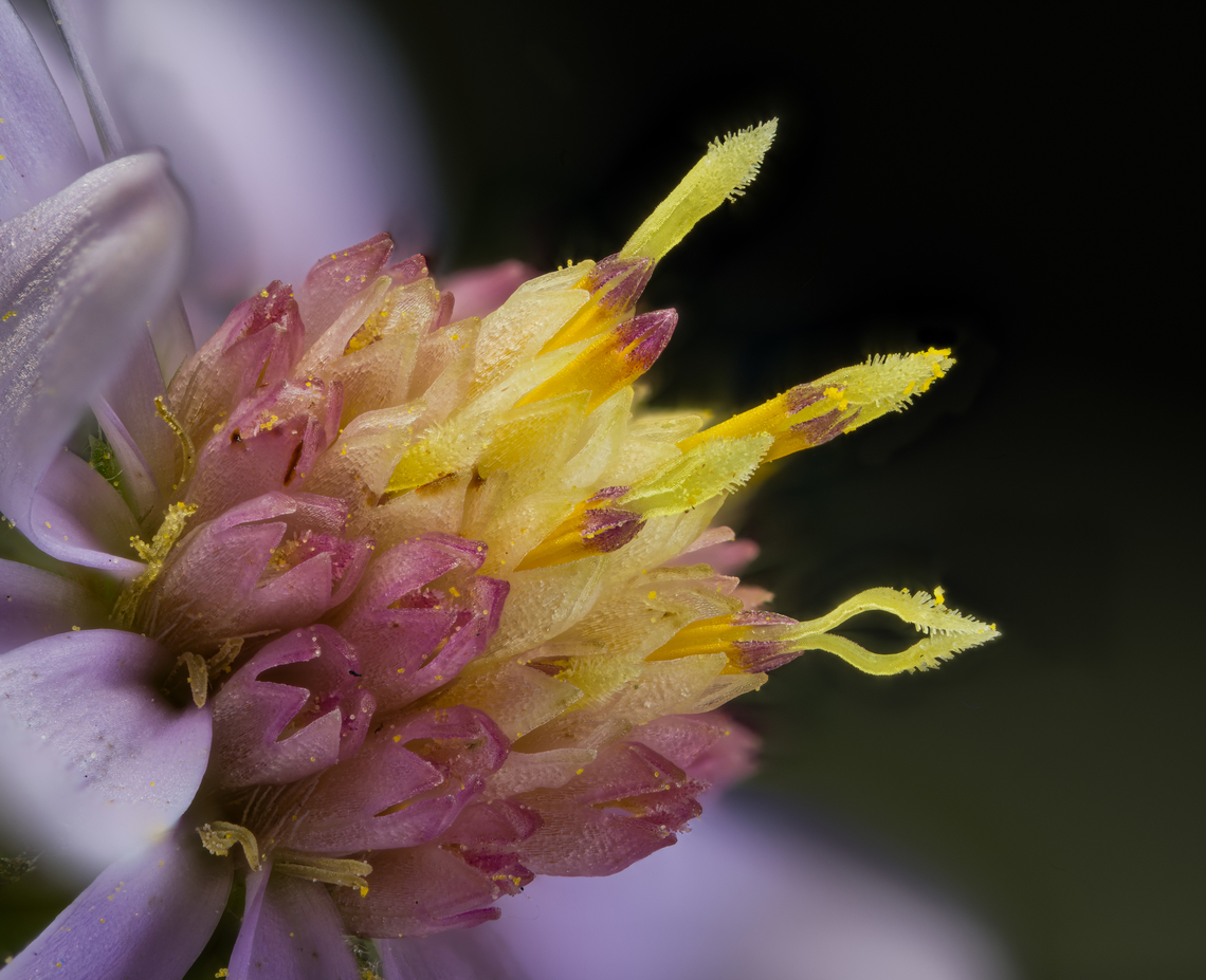 Symphyotrichum_laeve2_2024-09-20 SW Michigan USA The central portion of this flower at a lens magnification of 3.5x<br />
<br />
<figure class="photo"><a href="https://www.jungledragon.com/image/163447/symphyotrichum_laeve1_2024-09-20_sw_michigan_usa.html" title="Symphyotrichum_laeve1_2024-09-20 SW Michigan USA"><img src="https://s3.amazonaws.com/media.jungledragon.com/images/11710/163447_thumb.jpg?AWSAccessKeyId=05GMT0V3GWVNE7GGM1R2&Expires=1770854410&Signature=qpEPfLgCCcDj81HItCYDwLFkCxM%3D" width="102" height="152" alt="Symphyotrichum_laeve1_2024-09-20 SW Michigan USA Another Aster. The top flower is about 15mm diameter. These grow wild around here.<br />
<br />
A closeup of the center of this flower:<br />
https://www.jungledragon.com/image/163456/symphyotrichum_laeve2_2024-09-20_sw_michigan_usa.html Smooth Blue Aster,Symphyotrichum laeve" /></a></figure> Smooth Blue Aster,Symphyotrichum laeve