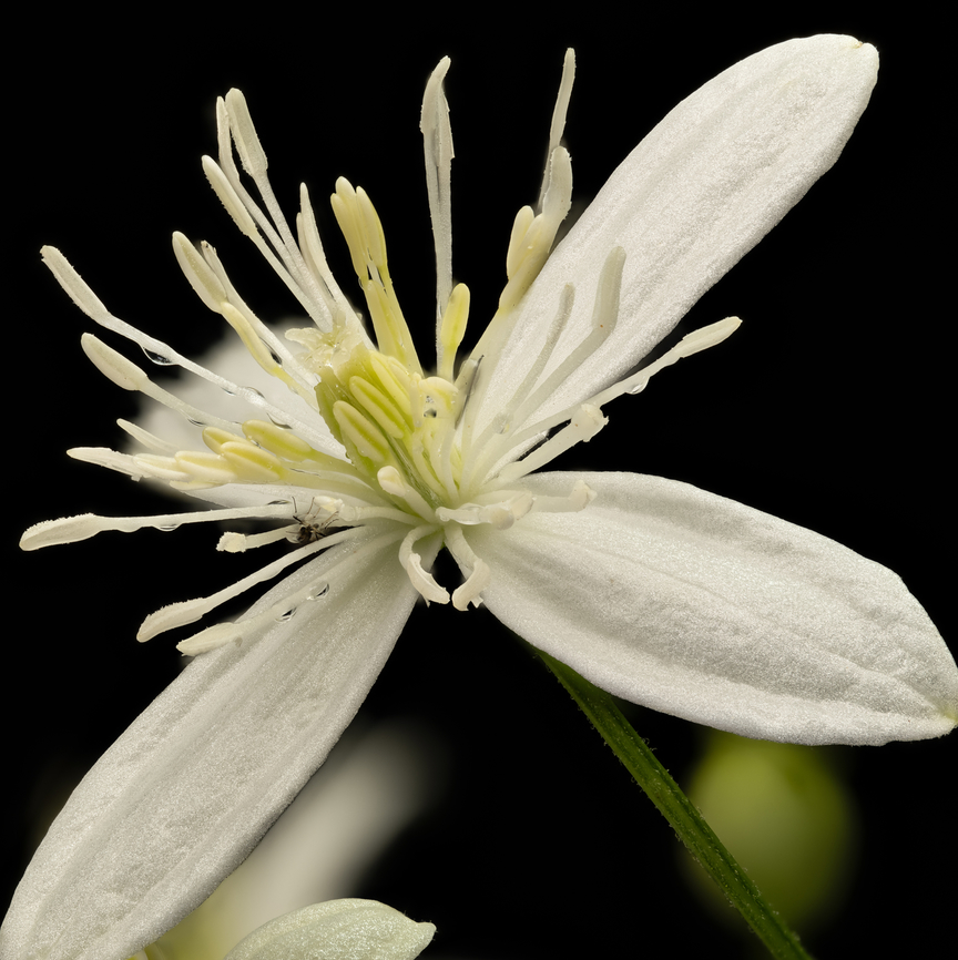 Clematis1_2024-09-21 SW Michigan USA In JoAnn's garden.<br />
<br />
A closer view of the center:<br />
<figure class="photo"><a href="https://www.jungledragon.com/image/163514/clematis3_2024-09-22_sw_michigan_usa.html" title="Clematis3_2024-09-22 SW Michigan USA"><img src="https://s3.amazonaws.com/media.jungledragon.com/images/11710/163514_thumb.jpg?AWSAccessKeyId=05GMT0V3GWVNE7GGM1R2&Expires=1770854410&Signature=U%2Bt2xthEgeus4KviHT5v3IuxrNA%3D" width="200" height="200" alt="Clematis3_2024-09-22 SW Michigan USA The tip of the central portion, at a lens magnification of 3.5x<br />
<br />
https://www.jungledragon.com/image/163513/clematis1_2024-09-21_sw_michigan_usa.html Clematis terniflora,Geotagged,Summer,Sweet Autumn Virginsbower,United States" /></a></figure> Clematis terniflora,Geotagged,Summer,Sweet Autumn Virginsbower,United States