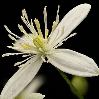 Clematis1_2024-09-21 SW Michigan USA In JoAnn's garden.

A closer view of the center:
https://www.jungledragon.com/image/163514/clematis3_2024-09-22_sw_michigan_usa.html Clematis terniflora,Geotagged,Summer,Sweet Autumn Virginsbower,United States