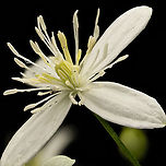 Clematis1_2024-09-21 SW Michigan USA In JoAnn's garden.<br />
<br />
A closer view of the center:<br />
https://www.jungledragon.com/image/163514/clematis3_2024-09-22_sw_michigan_usa.html Clematis terniflora,Geotagged,Summer,Sweet Autumn Virginsbower,United States