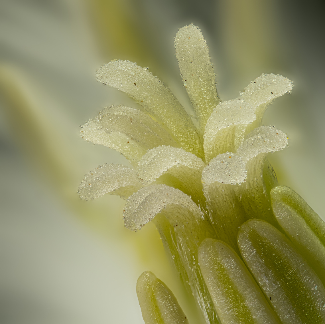 Clematis3_2024-09-22 SW Michigan USA The tip of the central portion, at a lens magnification of 3.5x<br />
<br />
<figure class="photo"><a href="https://www.jungledragon.com/image/163513/clematis1_2024-09-21_sw_michigan_usa.html" title="Clematis1_2024-09-21 SW Michigan USA"><img src="https://s3.amazonaws.com/media.jungledragon.com/images/11710/163513_thumb.jpg?AWSAccessKeyId=05GMT0V3GWVNE7GGM1R2&Expires=1770854410&Signature=vlzdxRhvm0W6Ya1%2Fmg%2BPkq6uxVw%3D" width="152" height="152" alt="Clematis1_2024-09-21 SW Michigan USA In JoAnn's garden.<br />
<br />
A closer view of the center:<br />
https://www.jungledragon.com/image/163514/clematis3_2024-09-22_sw_michigan_usa.html Clematis terniflora,Geotagged,Summer,Sweet Autumn Virginsbower,United States" /></a></figure> Clematis terniflora,Geotagged,Summer,Sweet Autumn Virginsbower,United States