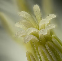 Clematis3_2024-09-22 SW Michigan USA The tip of the central portion, at a lens magnification of 3.5x<br />
<br />
https://www.jungledragon.com/image/163513/clematis1_2024-09-21_sw_michigan_usa.html Clematis terniflora,Geotagged,Summer,Sweet Autumn Virginsbower,United States