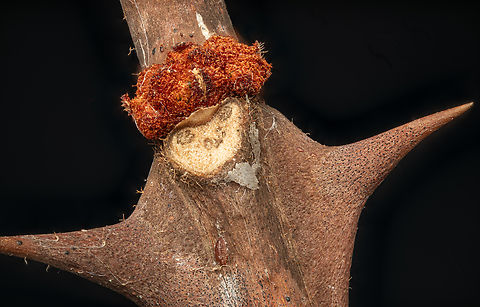 Thorn_with_growth_2026-01-08 SW Michigan USA A spot of color on a walk in the woods during a brief winter thaw. I snipped a bit of the branch, could have been from a wild raspberry or similar. Photographed with a 2.5x lens- the diameter of the branch where it narrows is about 2.9 mm. While processing I noticed what could be a creature near the bottom... did it cause the growth above the scar? I think I can see white legs, near the limit of resolution. If you view at full resolution (load original)  you can zoom in quite far.

https://www.jungledragon.com/image/173438/thorn_with_growth_2026-01-09.html Geotagged,United States,Winter