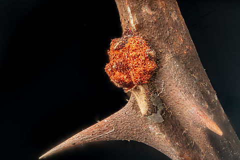 Thorn_with_growth_2026-01-09 SW Michigan USA For a description load:
 https://www.jungledragon.com/image/173437/thorn_with_growth_2026-01-08_sw_michigan_usa.html Geotagged,United States,Winter