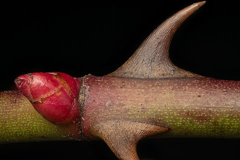 Rosa_multiflora_2026-01-11 SW Michigan USA Multiflora Rose, young stem. At this age the stems can be an attractive red on one side, green on the other. They are a vicious invasive species in our area and their curved thorns are like steel hooks. Shot at 2.5x- the stem is about 2 mm in diameter. Geotagged,Multiflora Rose,Rosa multiflora,United States,Winter
