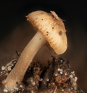 Mycena_meliigena2_2026-01-10 SW Michigan USA See this one for info:
https://www.jungledragon.com/image/173441/mycena_meliigena_2026-01-10_sw_michigan_usa.html Geotagged,Mauve Bonnet,Mycena meliigena,United States,Winter