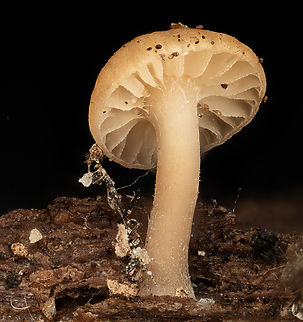 Mycena_meliigena_2026-01-10 SW Michigan USA They are tiny. This one measures 5mm tall. They take advantage of the cool wet bark left immediately after a snow melt. Easy to miss- I only saw this one because my attention was drawn to an interesting patch of lichen nearby.
Shot at 3x

See:
https://www.jungledragon.com/image/173440/mycena_meliigena2_2026-01-10_sw_michigan_usa.html Geotagged,Mauve Bonnet,Mycena meliigena,United States,Winter
