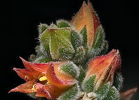 Echeveria_Bombycina3_2026-01-12 SW Michigan USA From https://worldofsucculents.com/echeveria-bombicina/<br />
"Echeveria 'Bombycina' is a hybrid created by Pierre Gossot in France in 1933. It results from a cross between Echeveria setosa and Echeveria pulvinata"<br />
Shot at 1.2x<br />
<br />
https://www.jungledragon.com/image/173472/echeveria_bombycina_2026-01-12_sw_michigan_usa.html<br />
https://www.jungledragon.com/image/173473/echeveria_bombycina2_2026-01-12_sw_michigan_usa.html<br />
<br />
 Echeveria setosa,Geotagged,United States,Winter