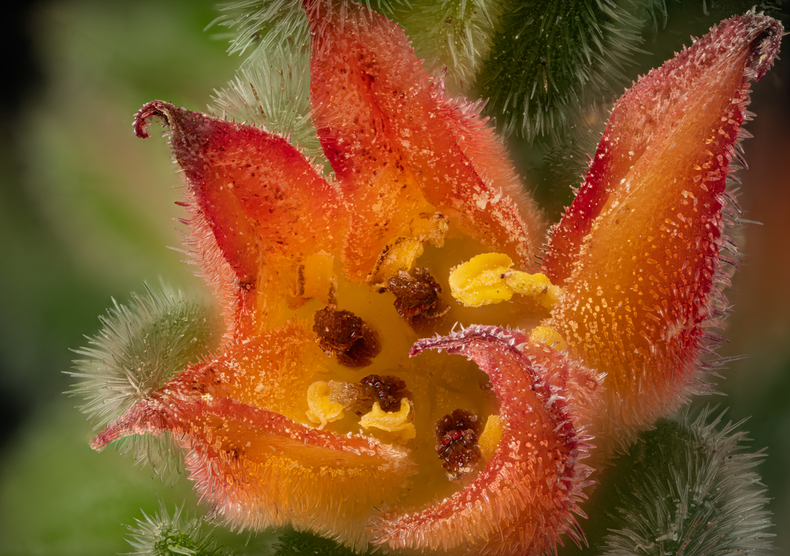 Echeveria_Bombycina_2026-01-12 SW Michigan USA Shot at 2.5x<br />
<br />
See for details:<br />
<figure class="photo"><a href="https://www.jungledragon.com/image/173471/echeveria_bombycina3_2026-01-12_sw_michigan_usa.html" title="Echeveria_Bombycina3_2026-01-12 SW Michigan USA"><img src="https://s3.amazonaws.com/media.jungledragon.com/images/11710/173471_thumb.jpg?AWSAccessKeyId=05GMT0V3GWVNE7GGM1R2&Expires=1770854410&Signature=emib9kKlRI66PuXHiB%2BQsGjryUM%3D" width="200" height="146" alt="Echeveria_Bombycina3_2026-01-12 SW Michigan USA From https://worldofsucculents.com/echeveria-bombicina/<br />
"Echeveria 'Bombycina' is a hybrid created by Pierre Gossot in France in 1933. It results from a cross between Echeveria setosa and Echeveria pulvinata"<br />
Shot at 1.2x<br />
<br />
https://www.jungledragon.com/image/173472/echeveria_bombycina_2026-01-12_sw_michigan_usa.html<br />
https://www.jungledragon.com/image/173473/echeveria_bombycina2_2026-01-12_sw_michigan_usa.html<br />
<br />
 Echeveria setosa,Geotagged,United States,Winter" /></a></figure> Geotagged,United States,Winter