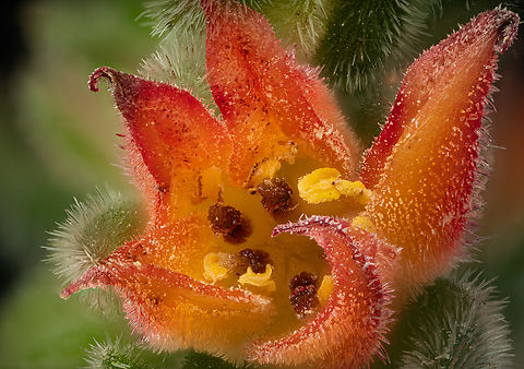 Echeveria_Bombycina_2026-01-12 SW Michigan USA Shot at 2.5x

See for details:
https://www.jungledragon.com/image/173471/echeveria_bombycina3_2026-01-12_sw_michigan_usa.html Geotagged,United States,Winter