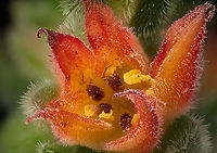 Echeveria_Bombycina_2026-01-12 SW Michigan USA Shot at 2.5x<br />
<br />
See for details:<br />
https://www.jungledragon.com/image/173471/echeveria_bombycina3_2026-01-12_sw_michigan_usa.html Geotagged,United States,Winter