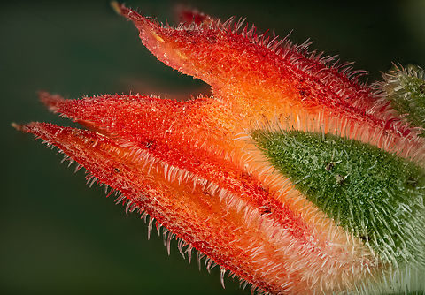 Echeveria_Bombycina2_2026-01-12 SW Michigan USA Side view of a flower... the focus stacking pretty much wiped out a useful presentation of depth here but I really liked the colors and detail 
Shot at 2.5x
See for description:
https://www.jungledragon.com/image/173471/echeveria_bombycina3_2026-01-12_sw_michigan_usa.html Geotagged,United States,Winter