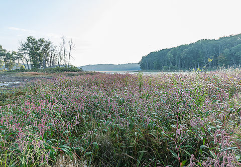 Persicaria_lapathifolia3_2025-09-11 SW Michigan USA We live in an area sculpted by melting glaciers millennia ago. For a time the glacier's southward movement was balanced against the glacier's melt resulting in the deposition of sand and gravel, sort of a massive conveyor belt effect. At times big chunks of ice remained for a while as the sand and gravel accumulated around them creating what today we refer to as 'kettle lakes'. This one is fed primarily by ground water and it's level fluctuates. Last year the water level dropped, exposing muddy flats ripe for new life. I was fascinated by this field of blossoms.

https://www.jungledragon.com/image/173484/persicaria_lapathifolia2_2025-09-10_sw_michigan_usa.html
https://www.jungledragon.com/image/173485/persicaria_lapathifolia2_2025-09-11_sw_michigan_usa.html Geotagged,Pale Smartweed,Persicaria lapathifolia,Summer,United States,focus stacked