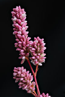 Persicaria_lapathifolia2_2025-09-10 SW Michigan USA See for details:
https://www.jungledragon.com/image/173483/persicaria_lapathifolia3_2025-09-11_sw_michigan_usa.html Geotagged,Pale Smartweed,Persicaria lapathifolia,Summer,United States,focus stacked