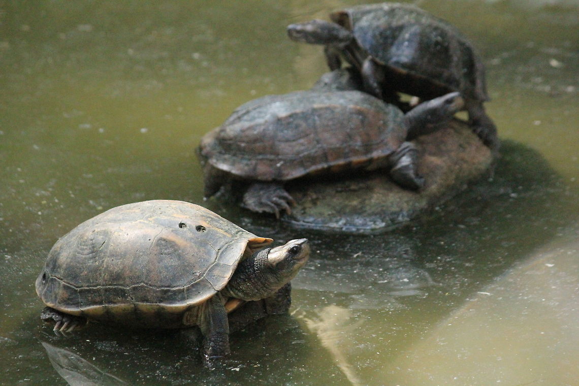 Indian flapshell turtle Taken near my home in Mangalore Indian black turtle,Melanochelys trijuga